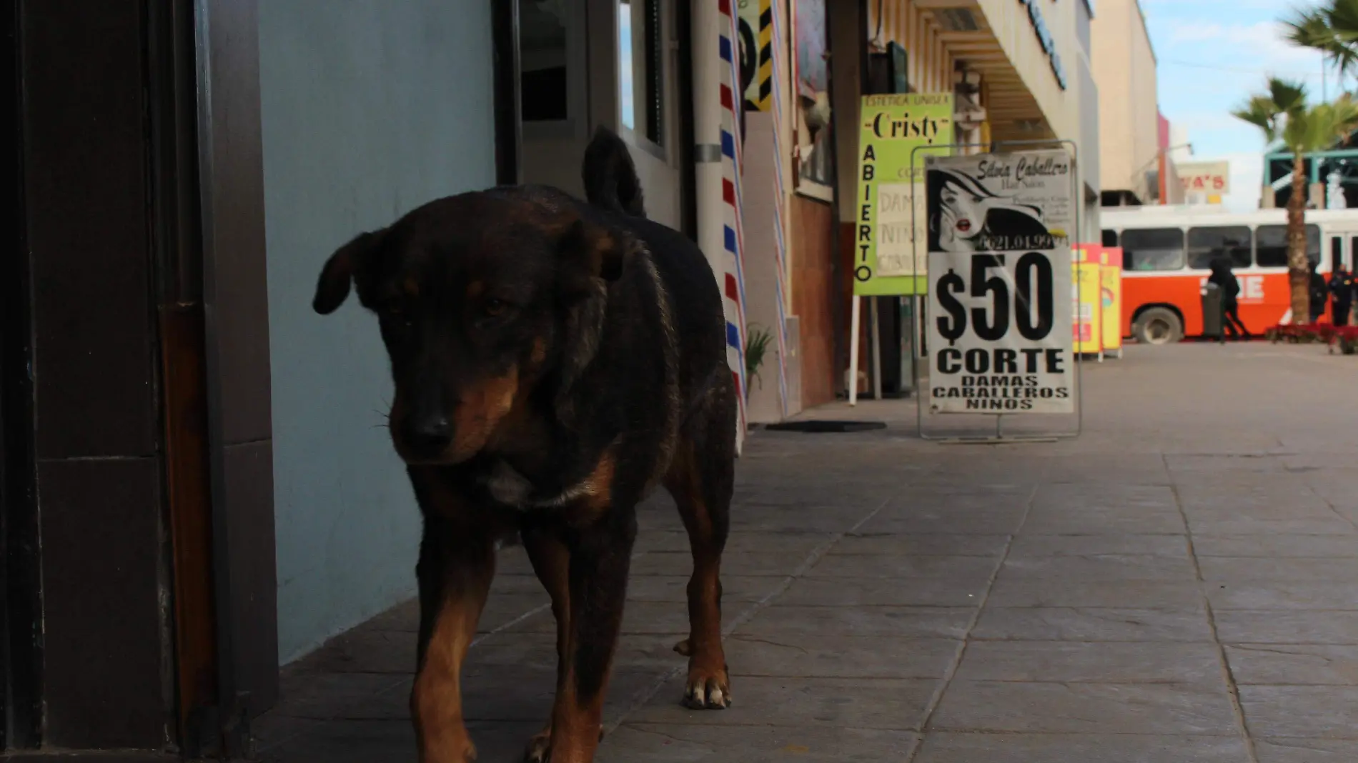 Perros callejeros - Mike Acosta (3)